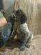 Argo z Dzikich Bor�w 
Oto m�j towarzysz w �owach m�ody szczeniak Fouska czeskiego po rodzicach Aresie z Wi�lanego L�gu i Alfie z Wi�lanego Do�ka. Tu b�de zamieszcza� zdj�cia z kariery mojej i jego z naszej wsp�lnej Nauki