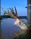 Wrze�niowy rogacz kolegi
21 wrze�nia koledze �w. Hubert darzy�. Strzeli� tego oto 7 letniego rogacza. Waga 620 gram.