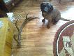 pierwszy zrzut w zyciu:D
widzia�em ok 40 byk�w w obr�bi kilometra w trzech chmarach. 