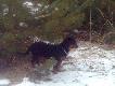 Dina Kopov
W tej galerii b�d� dodawa� zdj�cia mojej suki go�czego s�owackiego Diny. W przysz�o�ci dzikarz i tropowiec.