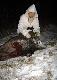 Drugie spotkanie w dzikiem
W sobot� oko�o p�nocy, wraz z moim wprowadzaj�cym podchodzili�my po kukurydzisku dzika kt�ry by� ok 300m od nas. Id�c w dolinie zauwa�yli�my innego dzika, kt�ry sobie w najlepsze �erowa�.  M�j kolega strzeli� a dzik po strzale  uszed� w las, jednak uchodz�c narobi� strasznego ha�asu ( s�ychac by�o g�o�ne �amanie ga��zi). M�j wprowadzaj�cy stwierdzi� �e dzik napewno b�dzie le�a�. Odczekali�my ok 30 minut i po przej�ciu 50m znale�li�my dzika martwego. Strza� za �opatk�.