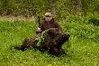 Kukuru�nik
Wyszed� z kwitn�cego rzepaku na kukurydzian� �cier�. Po strzale uszed� w �an. Wydawa� si� nie wi�kszy nad 40 kg. Poszed�em za nim. �y� jeszcze dwie godziny - pies go stanowi�. 