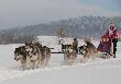 WY�CIGI PSICH ZAPRZ�G�W
W Lutowiskach odbywaj� si� Wy�cigi Psich Zaprz�g�w. Pi�kna pogoda i urocze psy. Drugi dzie� zawod�w w niedziel�.