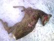 psia natura
Robota wa�esaj�cych si� wiejskich ,,burk�w" . To ju� 9 sztuka w minionym sezonie. W planie mamy 6 k�z do odstrza�u. Zgroza...