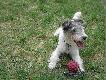 Niu�ka z poprzednich miot�w