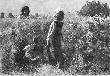 DZIECI W ZBO�U (MATULA S�), 1871