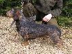 A�IM ŜAPKO od Ranĉi�a
A�IM ŜAPKO od Ranĉi�a (import z Serbii)

Osi�gni�cia u�ytkowe:
- Konkurs Jamnik�w Wszechstronnych (dzik, lis, woda, pole) w Serbii - dyplom I stp.
- Mi�dzynarodowy Konkurs Dzikarzy w Serbii - dyplom I stp. CACIT
- Biesiada Norowc�w Krotoszyn 2011:
  I przej�cie: oszczekiwacz (3 min.)
  II przej�cie: chwyt pysk w pysk w korytarzu 2,45 min.