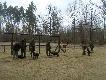 III Og�lnopolski Zlot Kopov�w-�wi�ciny 
W dniach 25-27.03.2011r. odby� si� III Og�lnopolski Zlot Kopov�w - �wi�ciny 2011r. Mi�o by�o znowu spotka� si� w gronie przyjaci� a tak�e pozna� nowych koleg�w poluj�cych w�a�nie z t� z ras� ps�w. Mo�na by�o powymienia� si� do�wiadczeniami wyniesionymi z �owiska i nie tylko. Przedstawiam kilka zdj�� z tego spotkania.