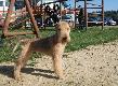 Krajowa Wystawa Ps�w My�liwskich-Cze-wa.
