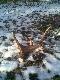 "Lasy Rad�owskie"
Prezent od �w. Huberta :)