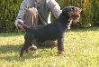 GALL von Kleinem Fluss
Osi�gni�cia:
-Champion Polski
-zawsze doskona�y
-2 x zwyci�zca m�odzie�y
-2 x CAC
-5 x CWC
-CACIB
-7 x najlepszy doros�y pies w rasie
-3 x zwyci�zca rasy (BOB)
-zwyci�zca klubu NTM 2011
-MSBL JGDT II.c.
-MSBL JGDT 2 x I.c. CACIT ( Wniosek na Miedzynarodowego Championa Pracy )