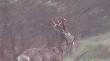 kozio� rogacz
kozio� nagrany w wielkanoc 2011 wcze�nie rano a te zdj�cia s� w�a�nie z tego nagrania i dlatego tak s�abej jako�ci.  darz b�r 