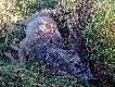 Rogacze
Od wrze�nia 2010 jestem selekcjonerem. B�d� zamieszcza� w tej galerii zdj�cia strzelonych przeze mnie rogaczy. Darz B�r!!