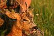 Poegnanie kozioka... http://media.lowiecki.pl/zdjecia/wyswietl.php?nr=286071&dszer=605&dwys=402&nocount=