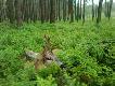 2011/2012
pomalutku Hubert Darzy, wi�c pora uzupe�ni� galeri�...
