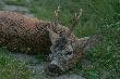Znalimy si kilka lat...
http://media.lowiecki.pl/zdjecia/wyswietl.php?nr=286433&dszer=584&dwys=390&nocount=
