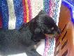 Fiona
... i tak w Bo�e Cia�o do��czy�a do mojego do mojego domowego stadka Fiona. Go�czy s�owacki. Zobaczymy, co z wyro�nie.