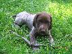zwierzeta
to m�j nowy przysz�y towarzysz �ow�w