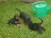 Kopovy z Lutomia
O.�ak od Stanovskeho (import ze S�owacji)
M.Carin z Hrinovej (import ze S�owacji)


