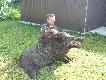 Kr�l Je�owskich p�l
Pozyskany dzi� o 5:20. Waga po wypatroszeniu 143 kg. U�amana lewa szabla i fajka.
Po spreparowaniu umieszcz� zdj�cie.Strza�  z 50 metr�w w �eb -jak sta� tak pozosta�