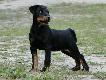 Figa    Lisi Prze�ladowca
Figa    4 miesi�ce    ( Strumyk Lisi Prze�ladowca x Breneka z G�rskiej Kniei ) 
