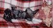 "Max Relax"- "Uncas" - "Amik".
"Max" (Maksio) miniaturowy Schnauzer m�j (nasz) towarzysz wypraw do puszczy. Nie jest to pies my�liwski, chocia� pr�bowa�em zrobi� z niego "posokowca" ale nie wykazywa� w tym kierunku �adnego zainteresowania. Maksio to m�j cie�.
Kolejnym psem, kt�rego posiadali�my kr�tko by� "Uncas" (GP). Zgin�� pod ko�ami samochodu. Od lata 2008 posiadamy psa rasy Black Labrador o imieniu "Amik", co w j�zyku Od�ibuey (Indianskim) znaczy b�br. Jako szczeniak, �uje, gryzie wszystko co popadnie - st�d jego imi�...


