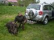 Moje polowania
Poranne wyj�cie w �owisko 16.09.2012  i pozyskany wycinek 65kg i przelatek 51kg