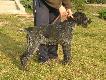 LORA Fantastic of Miki
Nowy pies w hodowli-wy�e� niemiecki szosrtkow�osy LORA Fantastic of Miki ( import z Serbii)