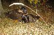 Towarzysze polowa�
