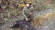 Hubertus 2011
Polowanie na kt�rym uda�o mi si� pozyska� wycinka, dzi�ki kt�remu zosta�em kr�lem polowania:) Darz B�r