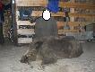 kaban
czterech ch�opa nie mog�o podnie��, z�oto, fotki nie mog�em zrobi� w �owisku