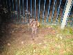 Zbior�wka w kole "Knieja" O�no - 20.11.
W dniu 20.11.2011 w kole "Knieja" O�no odby�o sie polowanie zbiorowe. Na pokocie u�o�onych zosta�o 6 dzik�w. Mnie uda�o si� dostrzeli� ody�ca kt�rego postrzeli� Kolega a kt�rego psy przytrzyma�y w m�odniku.