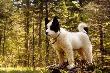 Karelski pies na nied�wiedzie
Panda