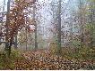 Jesie� w Mys�owickim lesie
Zdj�cia te wykona� m�j syn Medard na polowaniu zbiorowym w K� TROP