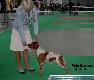  spaniel bretoski ,brittany,mini  wye
