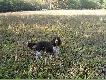 Alcapone - Ali
M�j pies Alcapone ( springer spaniel angielski ) na polowaniach, spacerach i wystawie