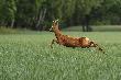 Hop. hop. hop w szklank.... 