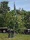 Flag� na maszt wci�ga dru�yna,kt�ra zwyci�y�a w ubieg�ym roku,JELE� z D�bna Lubuskiego.