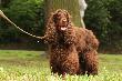 Rafi. Spanielowa czekolada: cud - md -  orzeszki.Jak nie pracuje, to szczeka. I dobrze, ma prawo!