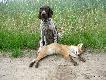 IWO z Czarciego Uroczyska (Archie Keiviento x Fenka Kajminia) - 3,5 m-ca - zapraszam na nasz www.wyzlydogi.pl do obejrzenia dwoch filmikow z pierwszym kontaktem Iwo z lisem