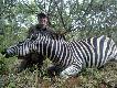 Zebra strzelona w Buszu (RPA)