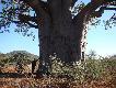 Takie malestwo - BAOBAB w RPA