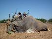 800 kg Eland Tomka
