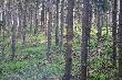 Widok z drugiej drabiny