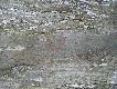Foto 108: Inne g�ry, inne ryty naskalne:
G�uszec (?) i dwa w�e.