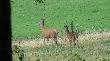 11-08-2012 Grskie jelenie