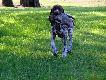 IWO z Czarciego Uroczyska (Archie Keiviento x Fenka Kajminia) - 6 m-cy
