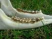 I dla wprawy zdj�cia �uchwy, treningu nigdy za wiele :-)