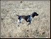 NERDA Hubert�wka znad Parsety (Archie Keiviento x Fiona Kajminia) - 6 m-cy
