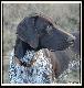 NERDA Hubert�wka znad Parsety (Archie Keiviento x Fiona Kajminia) - 6 m-cy
